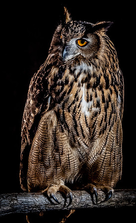 The Falconer with Olympus Cameras @ Kenmore Camera 2-2-19-63