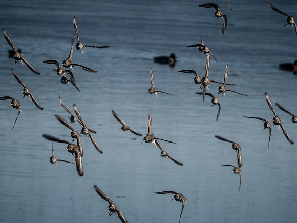 Skagit Valley 1-13-19-16