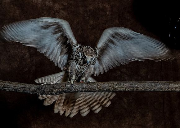 The Falconer with Olympus Cameras @ Kenmore Camera 2-2-19-38