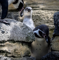 Woodland Park Zoo 5-22-16