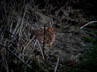 Skagit Valley 2-17-19