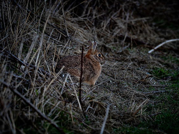 Skagit Valley 2-17-19