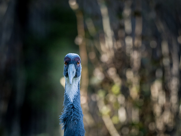 Woodland Park Zoo 11-18-18-17