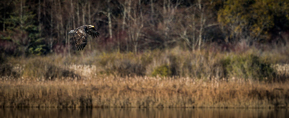 Eagles @ Whidbey Island 11-18-18