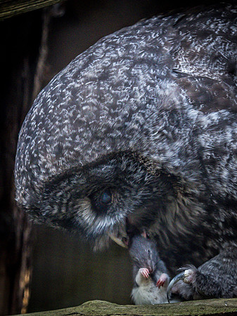 Woodland Park Zoo 11-18-18-46