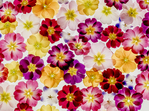 lightbox primroses and violet
