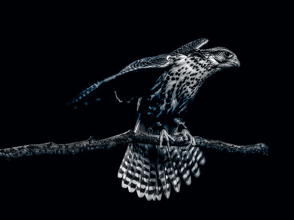 The Falconer with Olympus Cameras @ Kenmore Camera 2-2-19-35