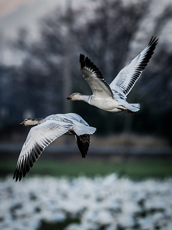 Snow Geese @ The Skagit Valley 12-2-18-10
