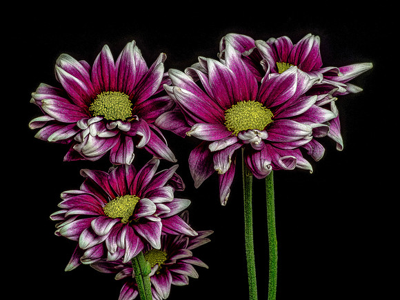 Random Flowers 4-5-18