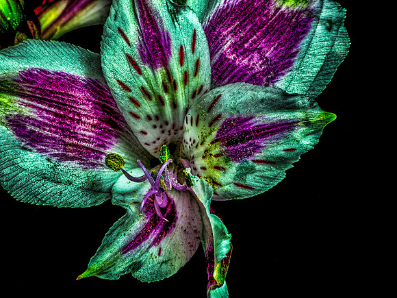 Random Flowers 4-5-18-2