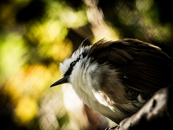 Woodland Park Zoo 11-18-18-26