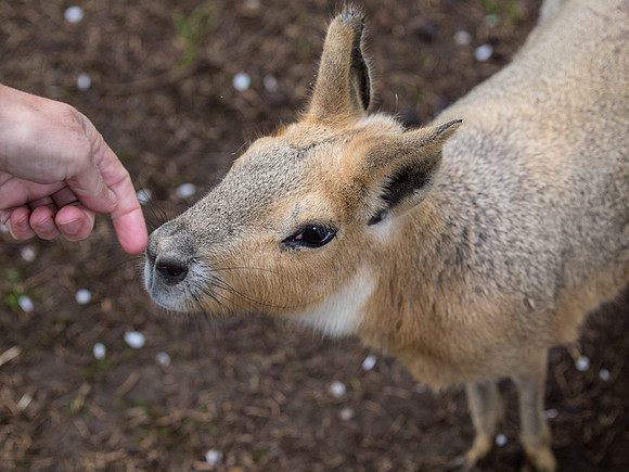 The Arlington Kangaroo Farm_-21