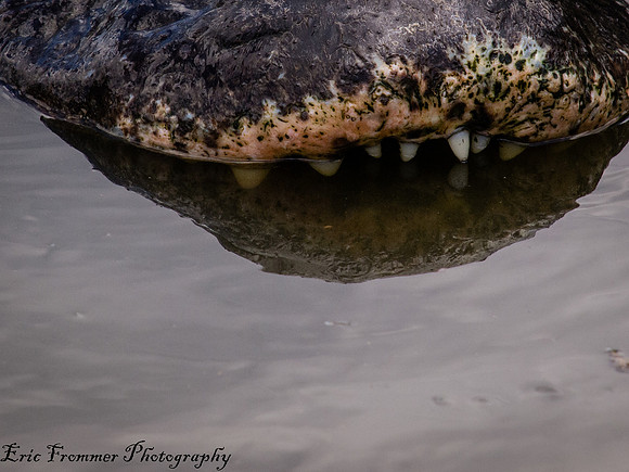 Alligators-17