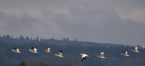 Snow Geese_-11