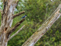 Skagit Valley Birds 7-13-19