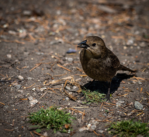 George C. Reifel Bird Sanctuary 5-7-19-8