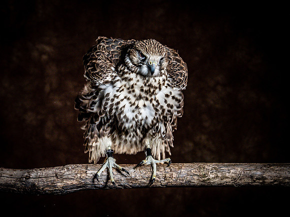 The Falconer with Olympus Cameras @ Kenmore Camera 2-2-19-39