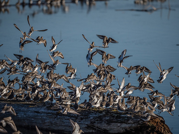 Skagit Valley 1-13-19-39
