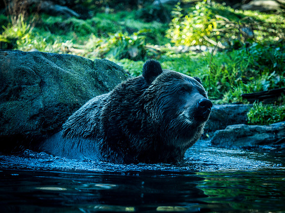 Woodland Park Zoo 11-18-18-38