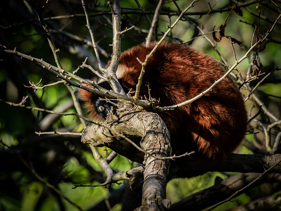 Woodland Park Zoo 11-18-18-7