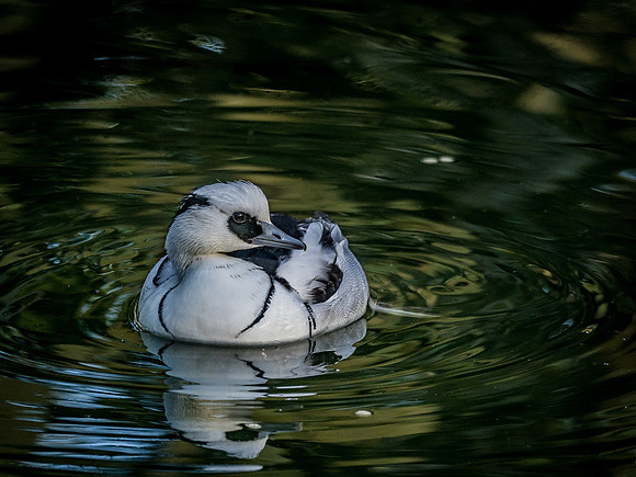 Woodland Park Zoo 11-18-18-19