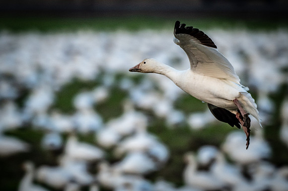 Snow Geese @ The Skagit Valley 12-2-18-7
