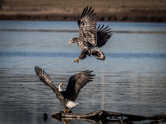 Eagles @ Whidbey Island 11-18-18-12