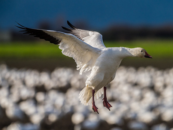 Skagit Valley Birds 11-11-18 (26 of 26)