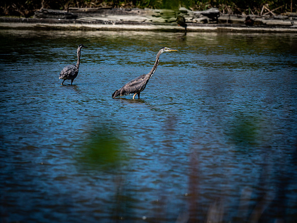George C. Reifel Bird Sanctuary 5-7-19-9