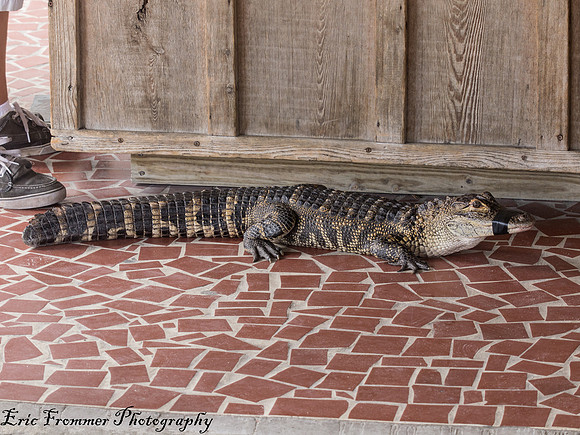 Alligators-13