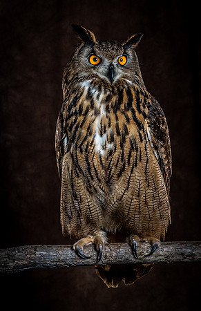 The Falconer with Olympus Cameras @ Kenmore Camera 2-2-19-61