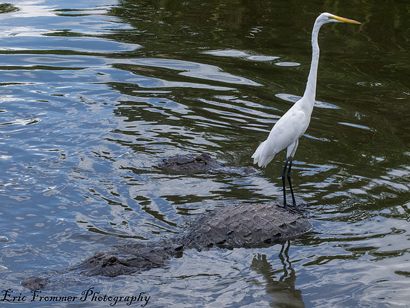 Alligators-14