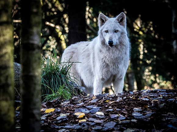 Woodland Park Zoo 11-18-18-4