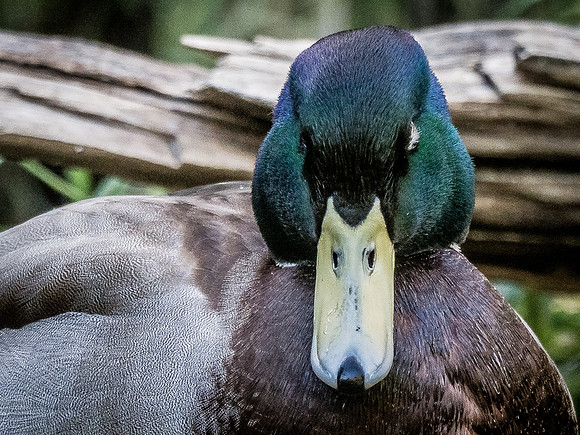 Woodland Park Zoo 11-18-18-11