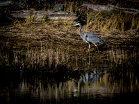 Skagit Valley Birds 11-11-18 (2 of 26)