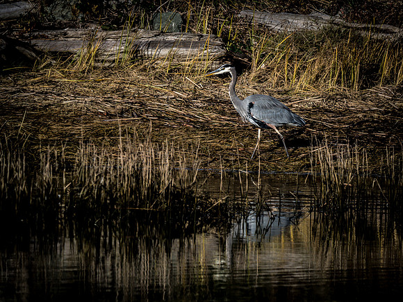 Skagit Valley Birds 11-11-18 (2 of 26)