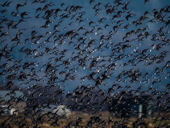 Skagit Valley 1-13-19-29