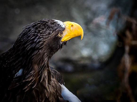 Woodland Park Zoo 11-18-18-43
