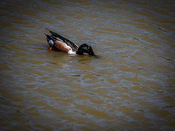 George C. Reifel Bird Sanctuary 5-7-19-14