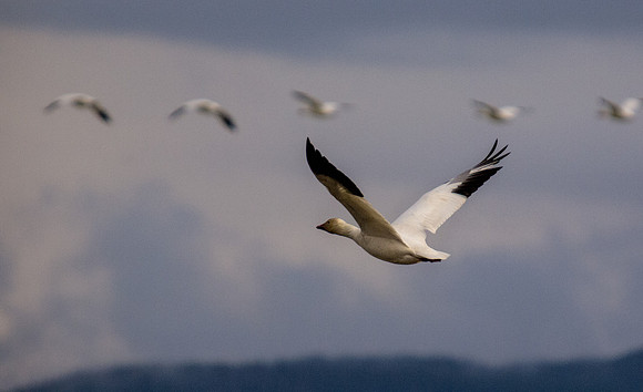 Snow Geese_-5