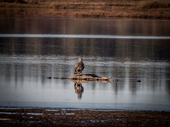 Eagles @ Whidbey Island 11-18-18-3