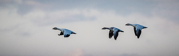 Snow Geese @ The Skagit Valley 12-2-18-6