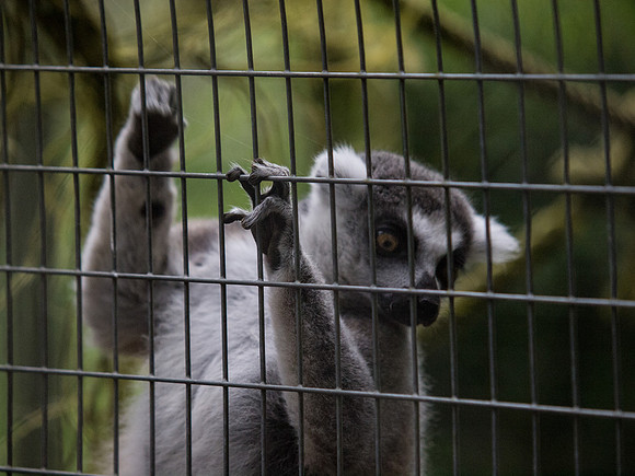 The Arlington Kangaroo Farm_-8