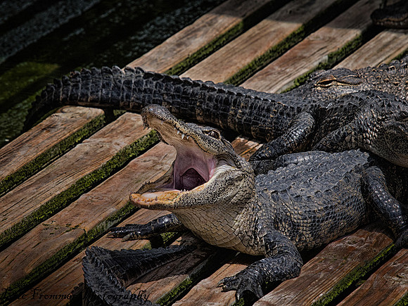 Alligators-11