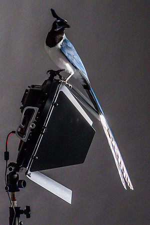 The Falconer with Olympus Cameras @ Kenmore Camera 2-2-19-52