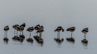 Antelope Island Sept 2023