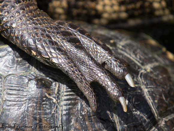 Alligators-8