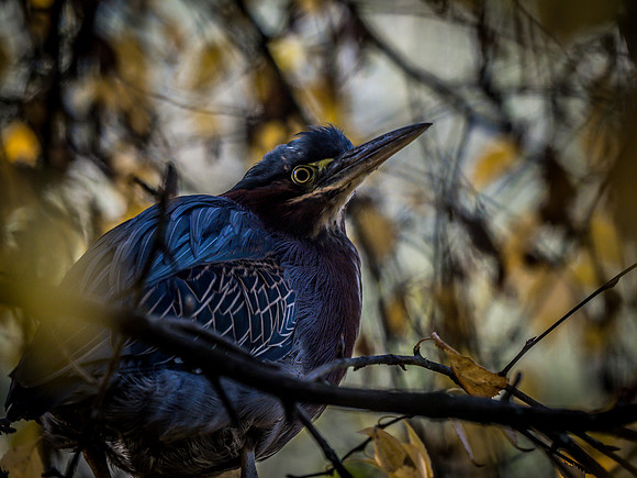 Woodland Park Zoo 11-18-18-24