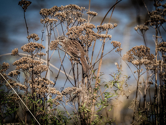 Skagit Valley Birds 11-11-18 (4 of 26)