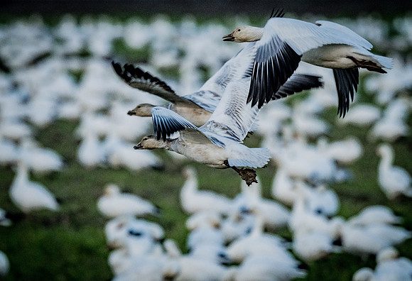 Snow Geese @ The Skagit Valley 12-2-18-9